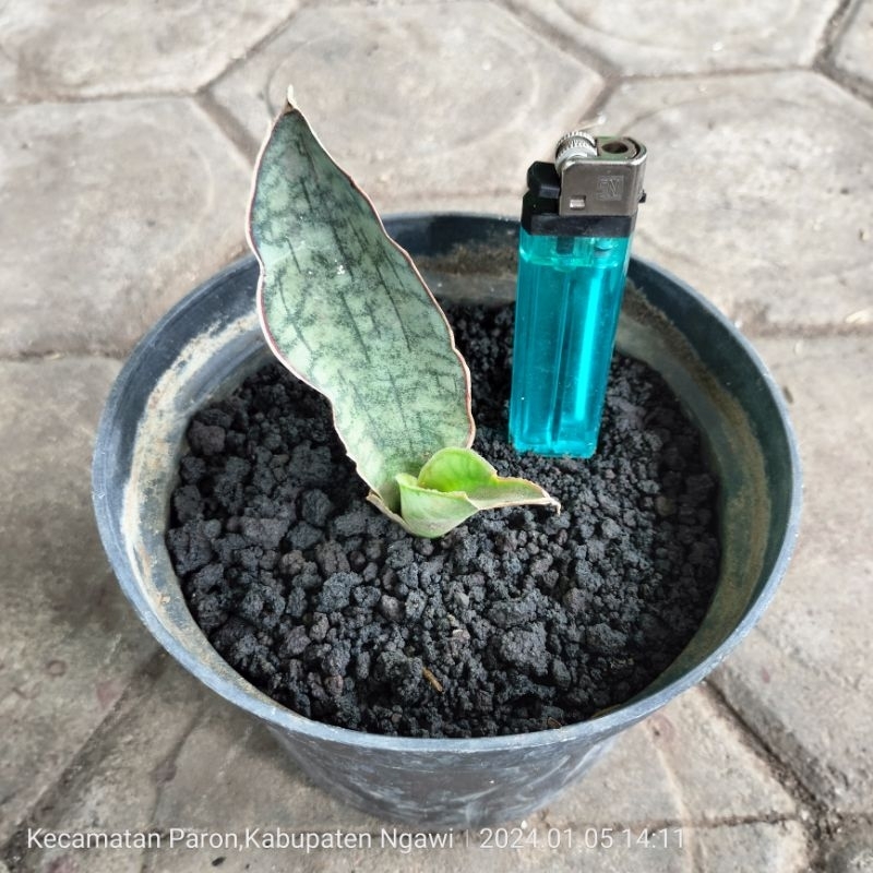 Sansevieria Silver Blue