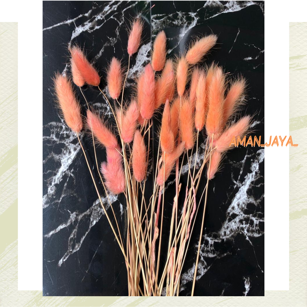 Lagurus Bunny Tail / Dried Flower Awetan / Bunga Kering sesuai warna
