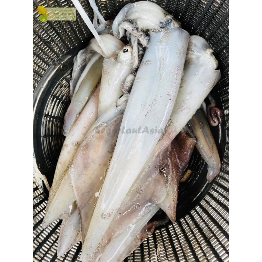 

Cumi Bangka Segar Cumi Jumbo Cumi Besar Seafood Cumi Cumi Segar 1Kg