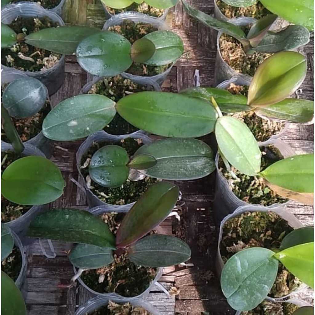 Bibit anggrek bulan Jumbo Hybrid Premium Seedling dan Pra-Remaja l hiasan dinding & buket bunga