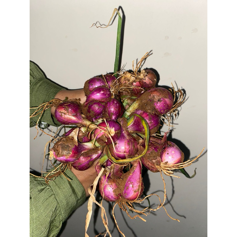 

Bawang Merah Batu ( khusus bandung & sekitar )