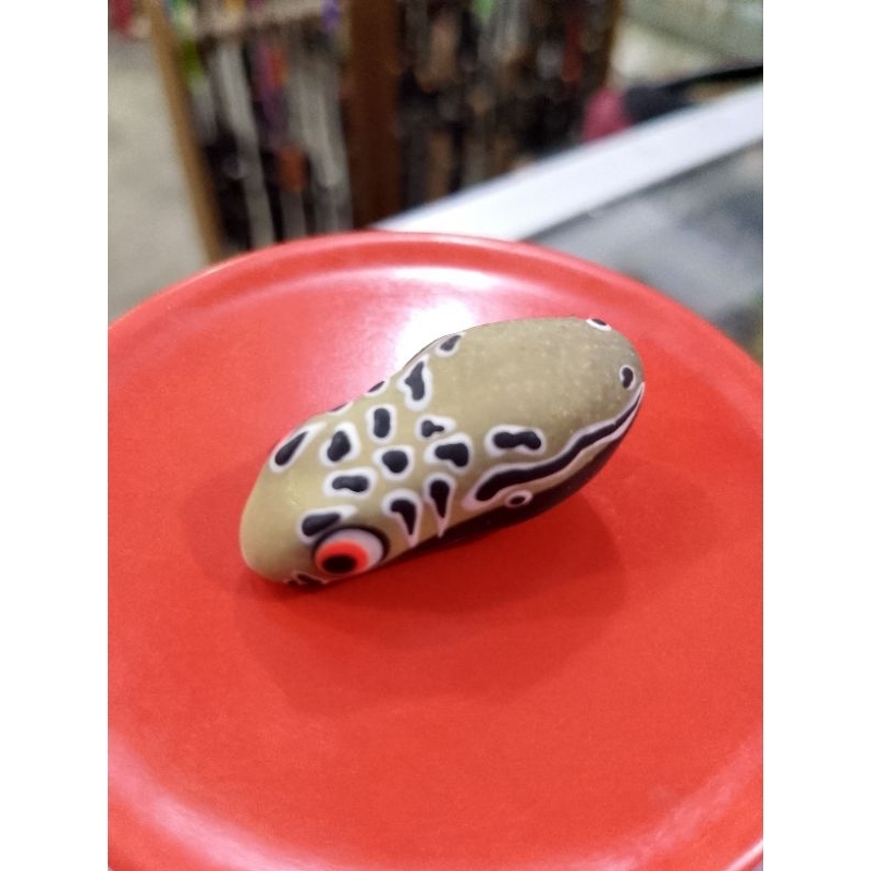 Kulit Soft frog Totol 4cm / Cangkang