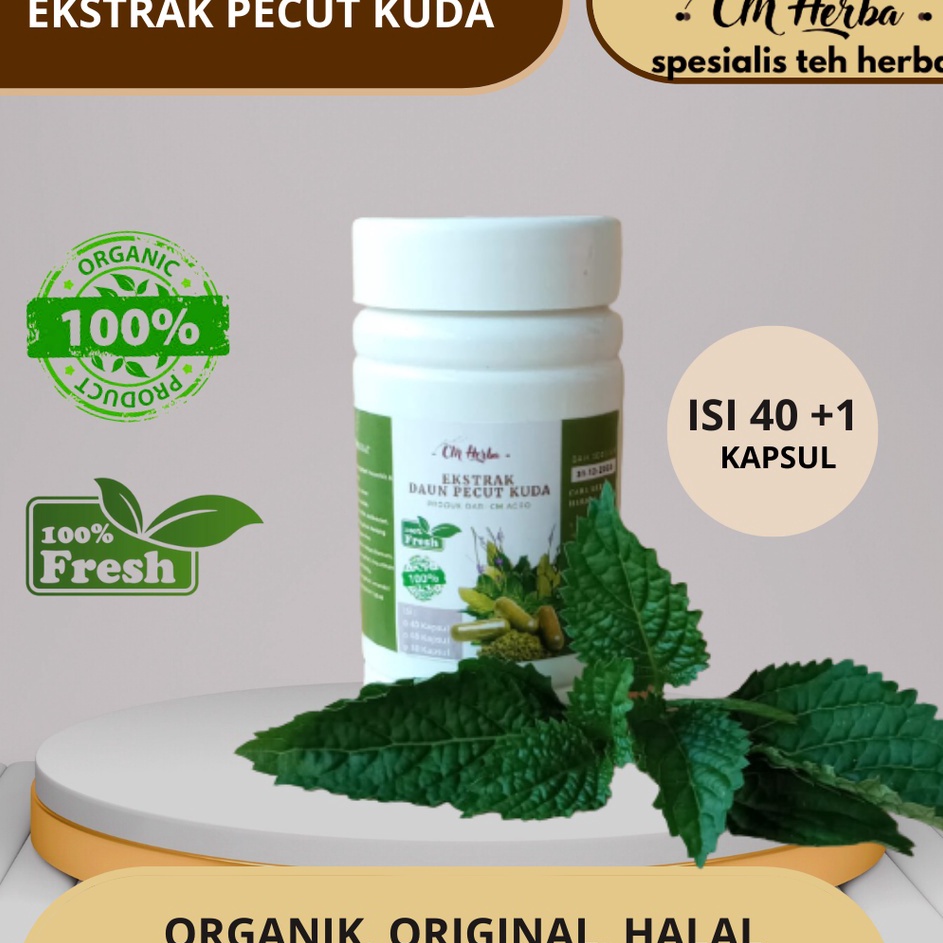 

GROSIR Obat Herbal Daun Pecut Kuda Obat Hepatitis Amandel TypusISI 4 BONUS 1