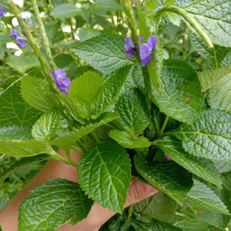 

Terlaku Daun Pecut Kuda Segar 1 Kg Daun Jarong SegarDaun Pecut Kuda Untuk Amandel