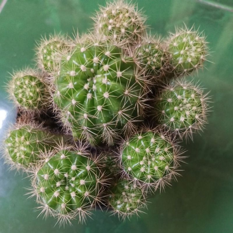 Kaktus Cluster Jumbo Sanggul Kuning Ownroot.
