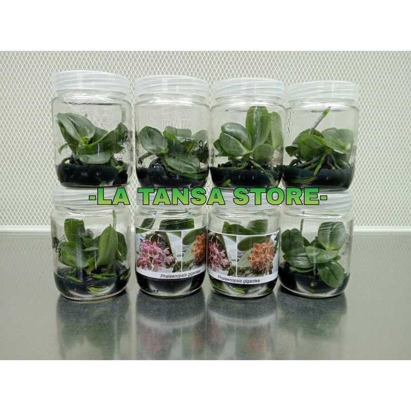 Bibit botol Phalaenopsis gigantea - Phalaenopsis spesies