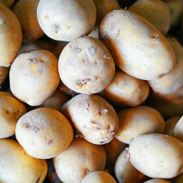 

BEST SELLER Kentang Dieng Super 5 gr