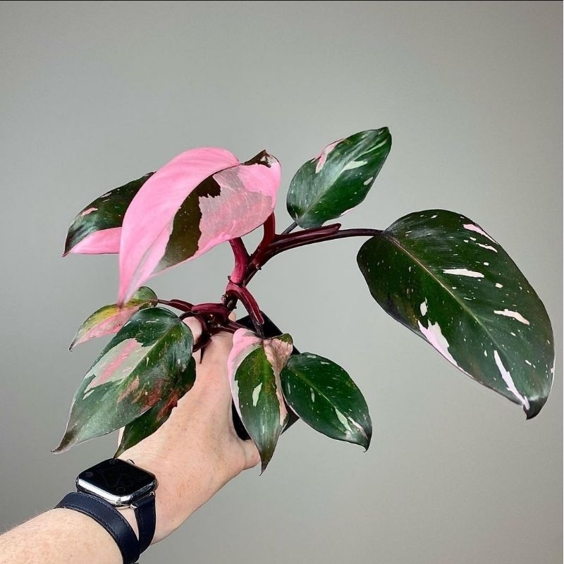 Tanaman Hias Philodendron Pink Princess/Tanaman Hias Cantik/Bibit