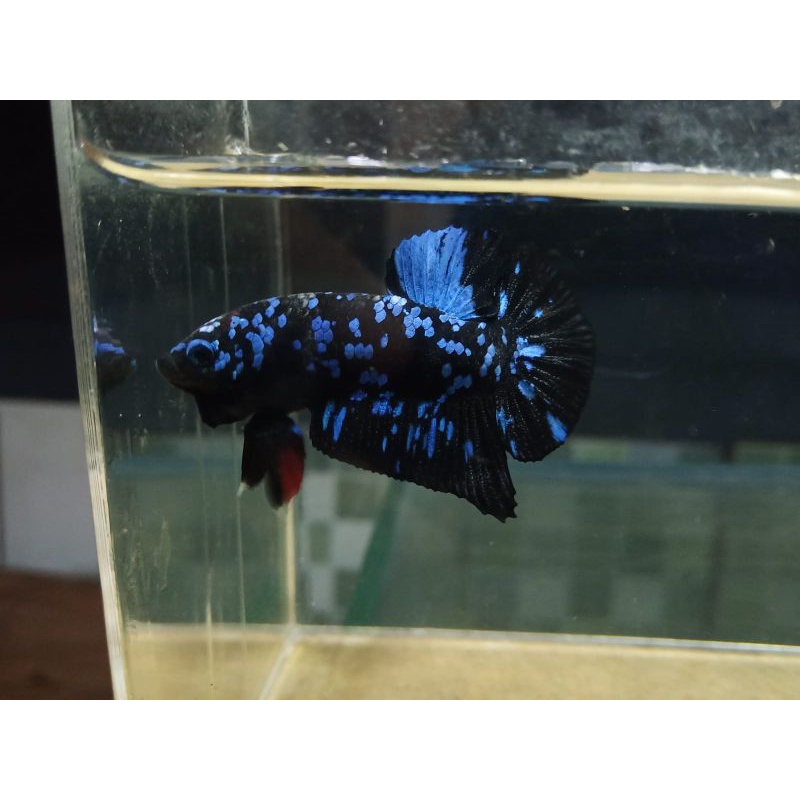 Free Ongkir Avatar Gordon Nebulla Cooper Mustar