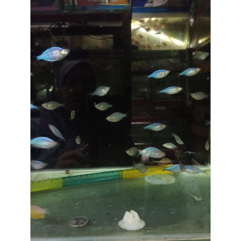 ikan rainbow