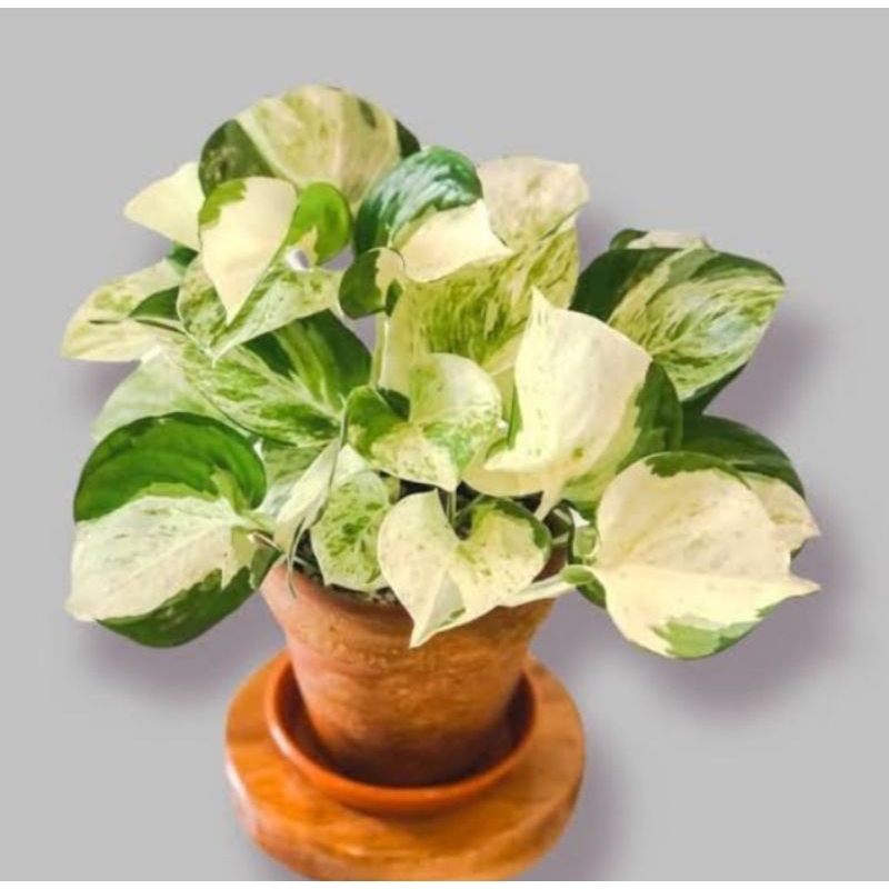 tanaman Hias Sirih manjula / sirih mangkok varigata