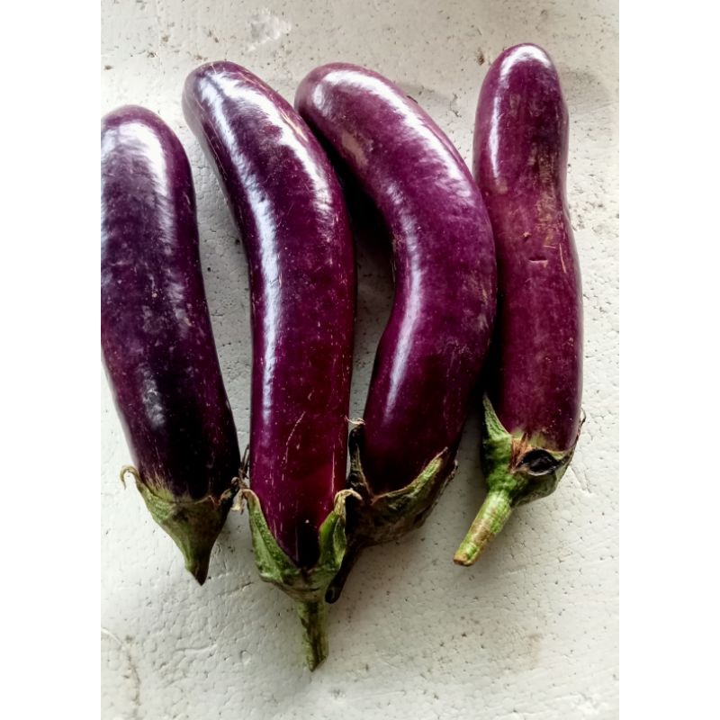 

Terong segar 500 gram / 1 kg