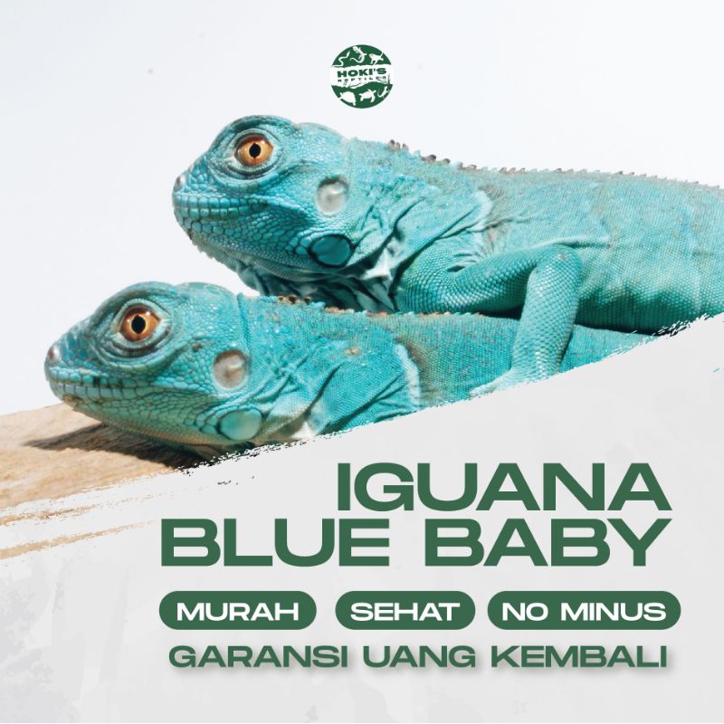 PELET IGUANA BLUE BABY BUKAN GREEN RED SEHAT NO MINUS GARANSI