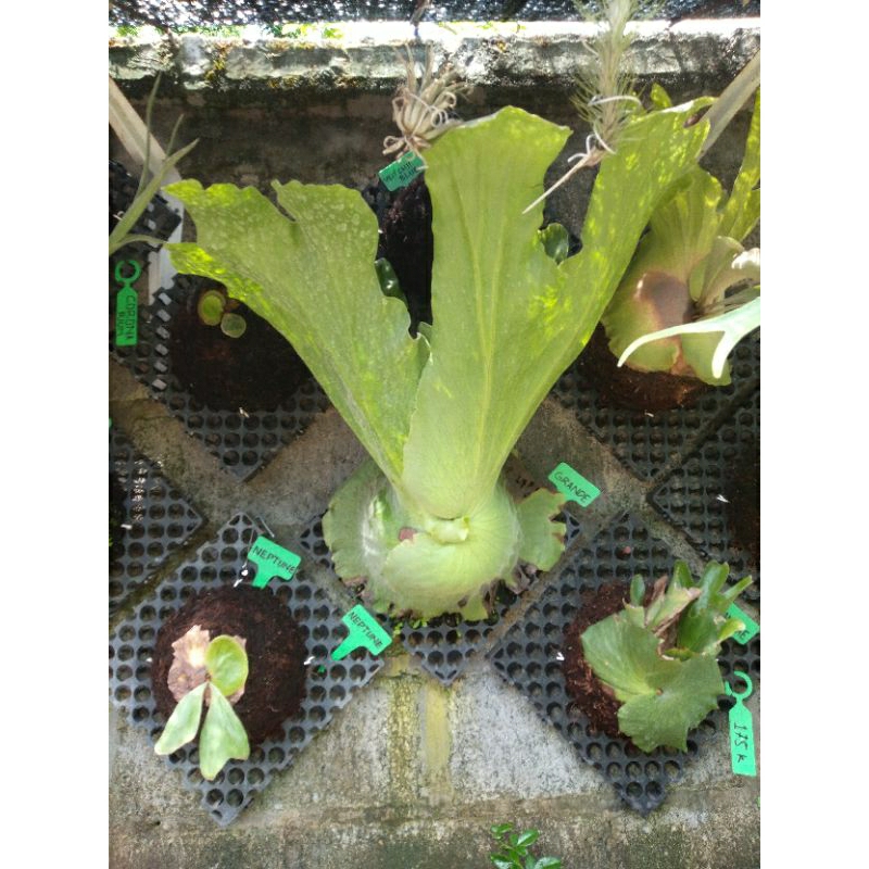 platycerium / kesimbar grande   rawatan dc 25 x 25 cm  tinggi tanaman 60 cm