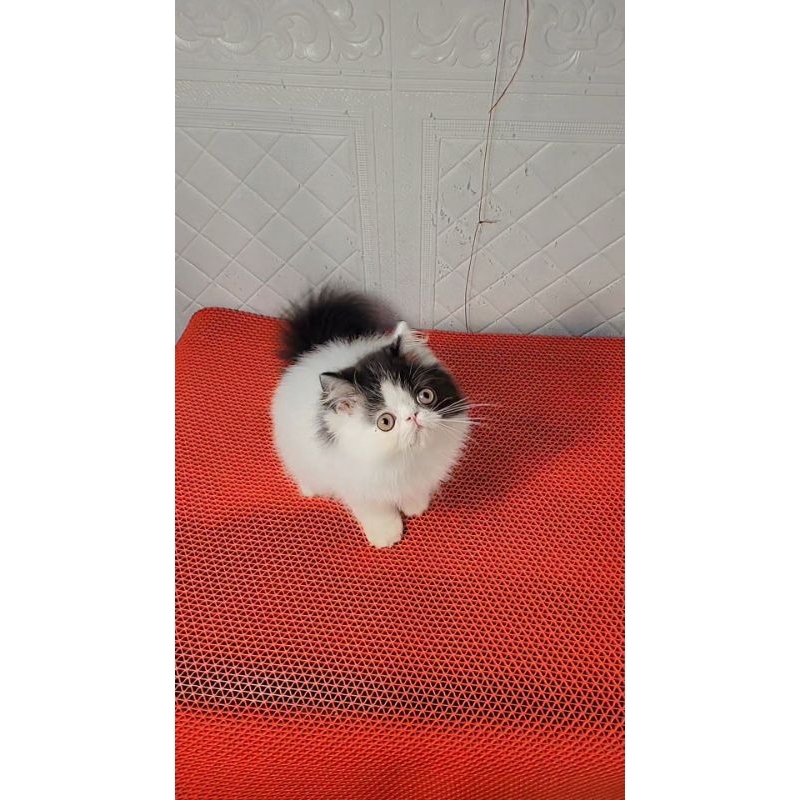 buku vaksin kucing peaknose black harlequin
