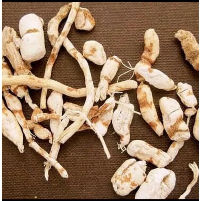 

600 G GR GRAM 甘遂 GAN SUI GANSUI ROOT RADIX EUPHORBIAE KANSUI