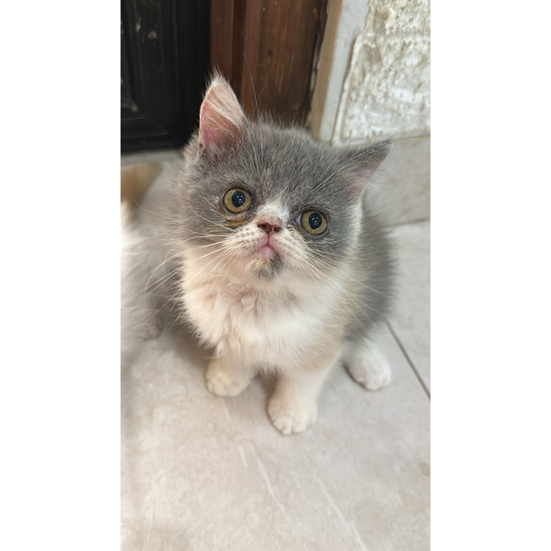 exotic peaknose shorthair calico dilute