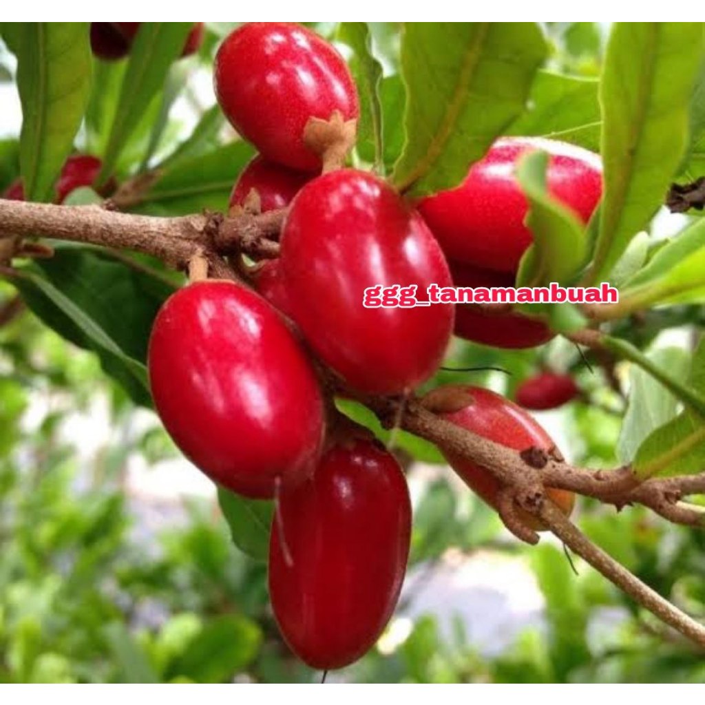 Bibit Miracle Fruit Buah Ajaib Sudah Berbunga