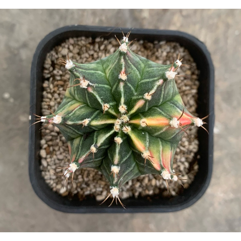 Kaktus Gymno Starfire