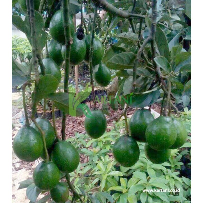 Bibit Alpukat Miki Siap Berbuah