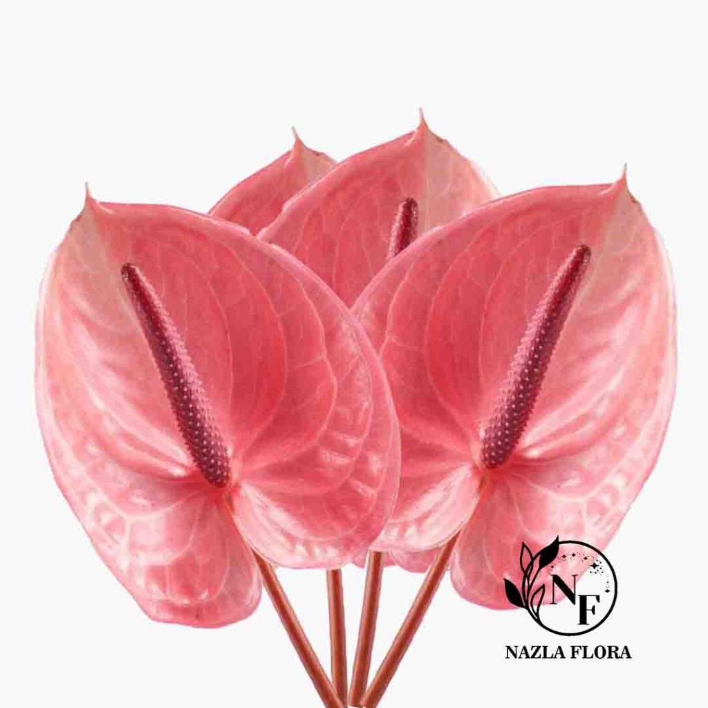 NAZLA Bunga Potong Anthurium Pink Hidup Segar