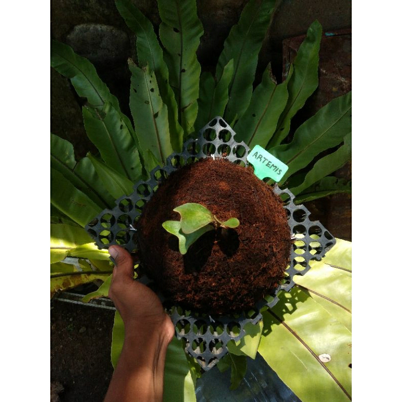 platycerium/kesimbar artemis dc 25 x 25