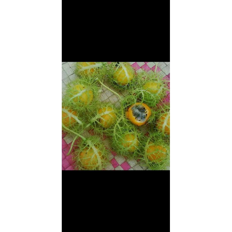 

buah rambusa segar fresh 1 pcs