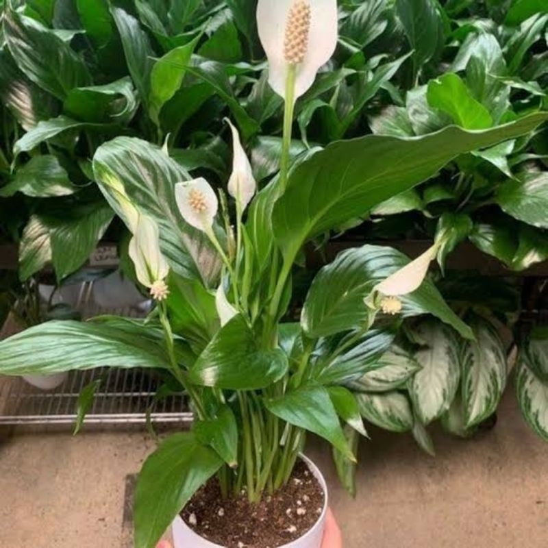 spatu filum varigata - peace lily variegata