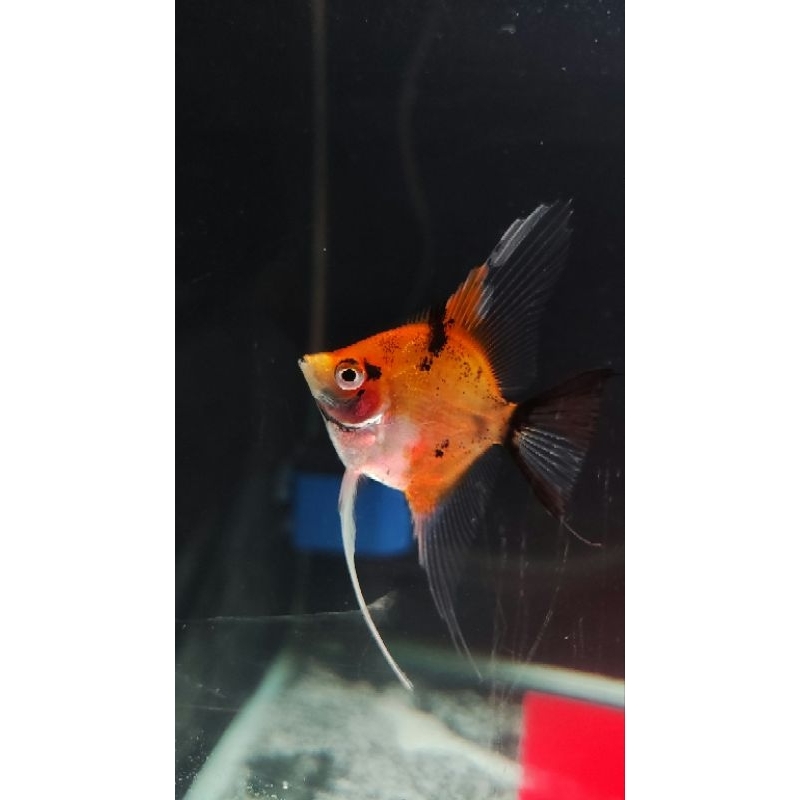 MANFISH RED DEVIL 3-4 CM