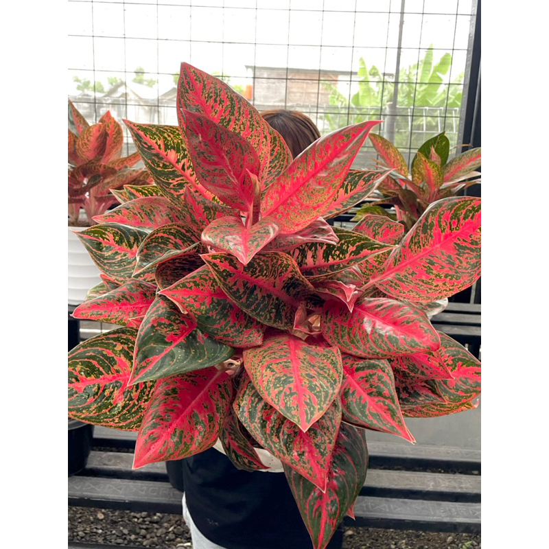 Aglaonema Reanita Surya | TREN Tanaman Hias