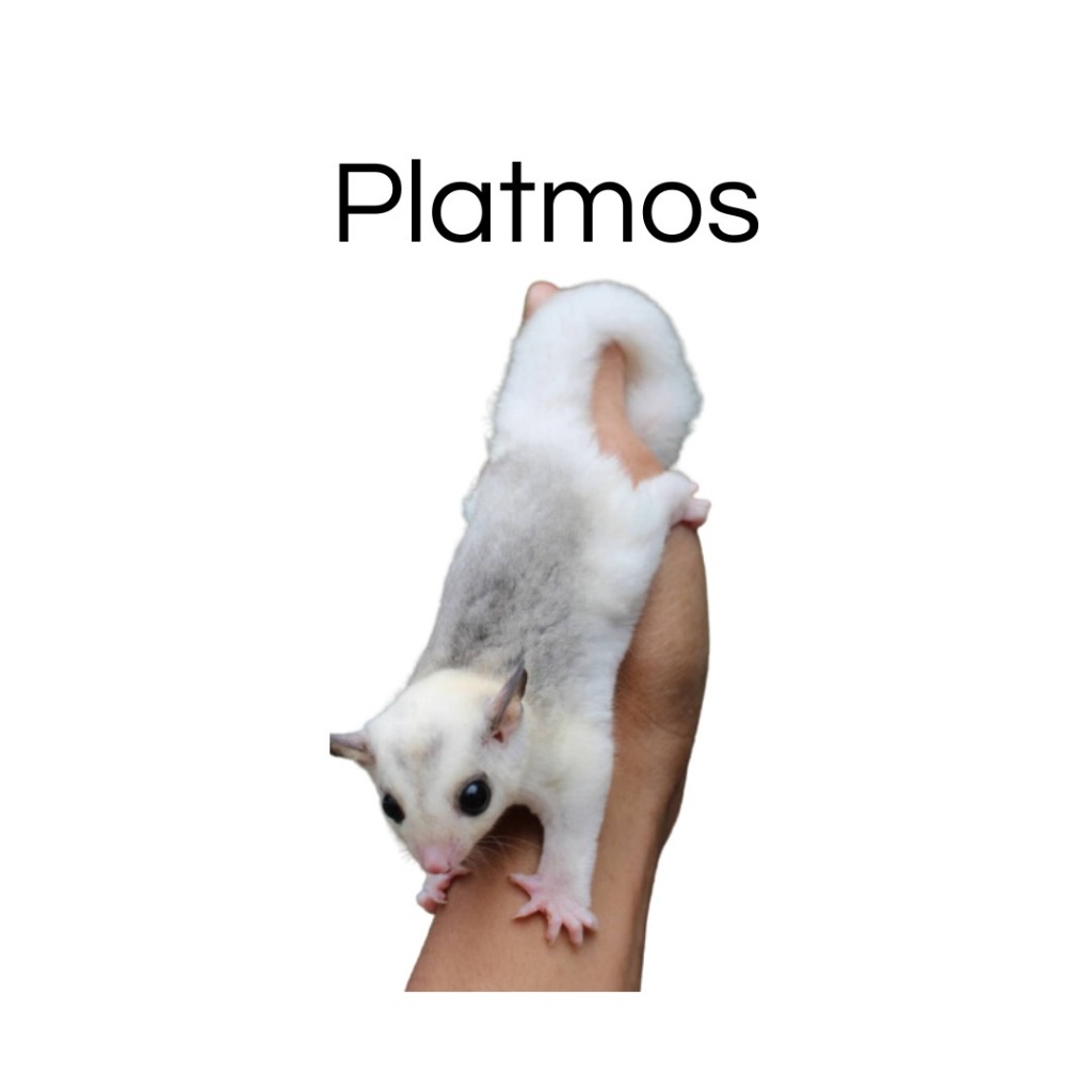 (Kurir Instant) Sugar Glider Platinum Mosaic Joey / SG PLATMOS Baby Jinak