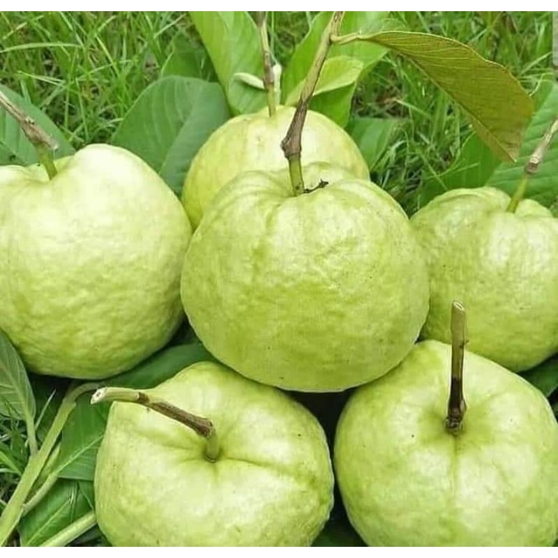 

Jambu kristal /buah jambu kristal putih/buah fresh99 (500gram)