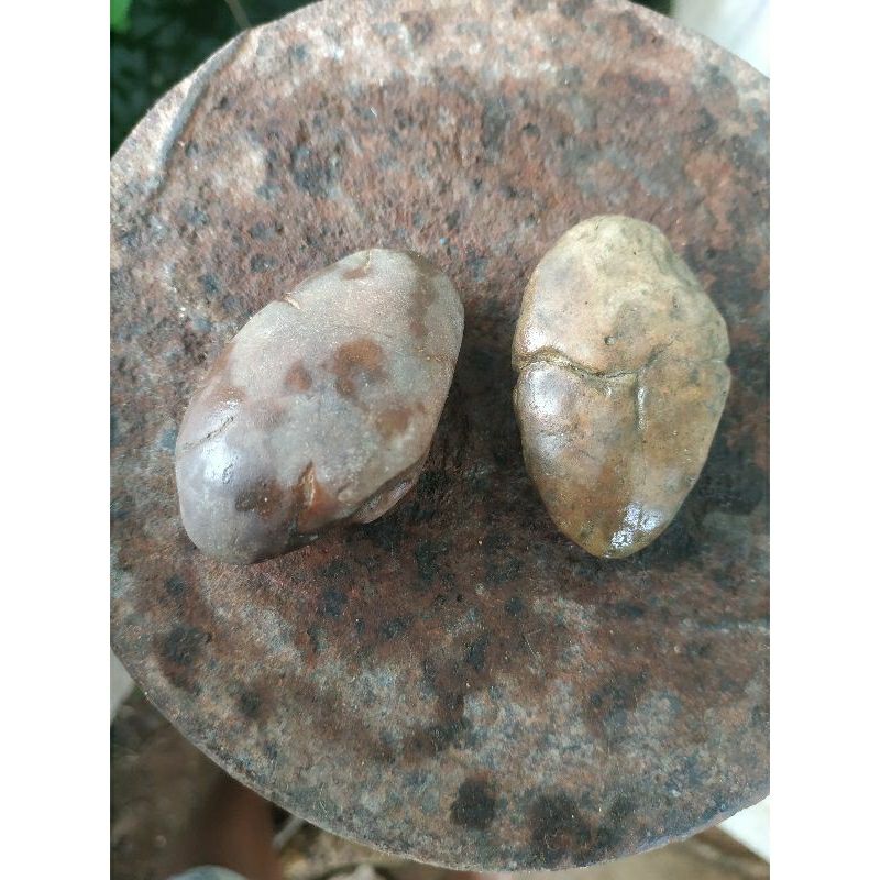 kijing bungkem temuan