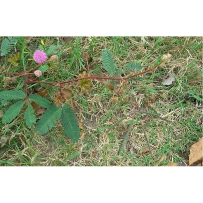 

DAUN PUTRI MALU 250gr