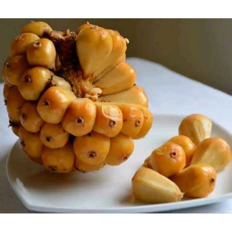 

Asam cikala/patikala/sihala segar bumbu segala masakan 500g