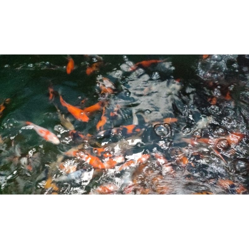 Koi blitar size 10-15 cm grade A