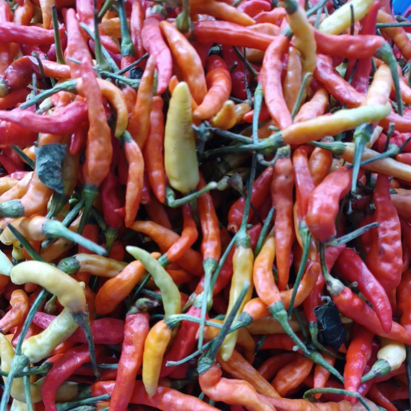 

Cabe Rawit merah