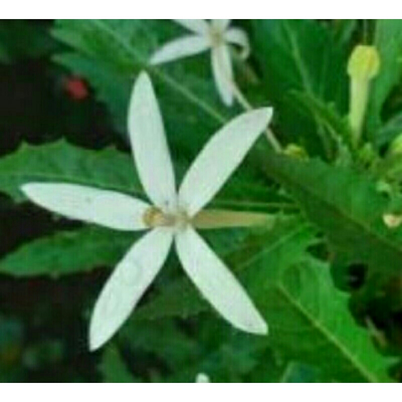 

bibit korejat/kitolod tetes mata