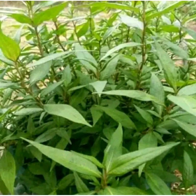 

daun kesum/daun laksa leaf segar organik 1kg