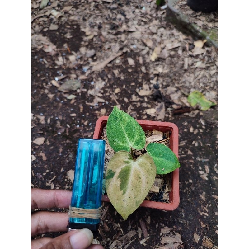 anthurium kuping gajah papillaminum variegata mint