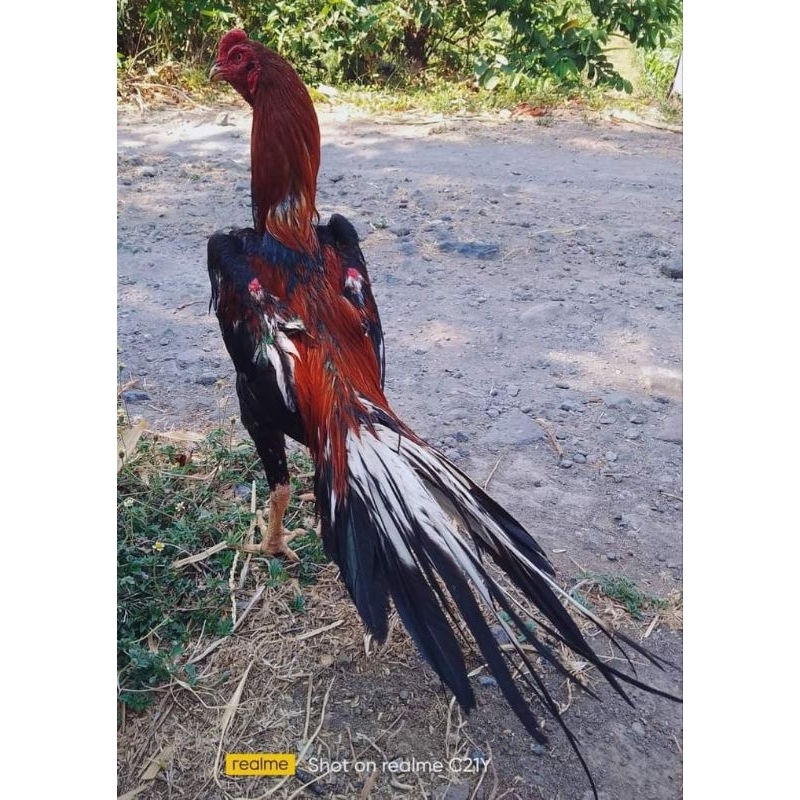 

PAKET 3 BUTIR TELUR TETAS ayam BANGKOK EKOR LIDI