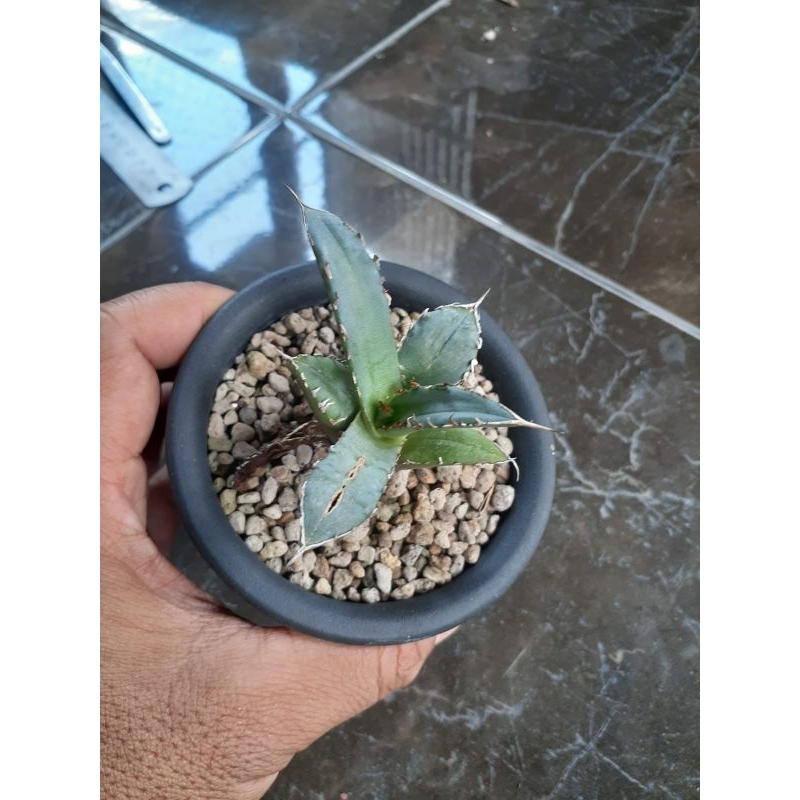 Agave titanota FO76