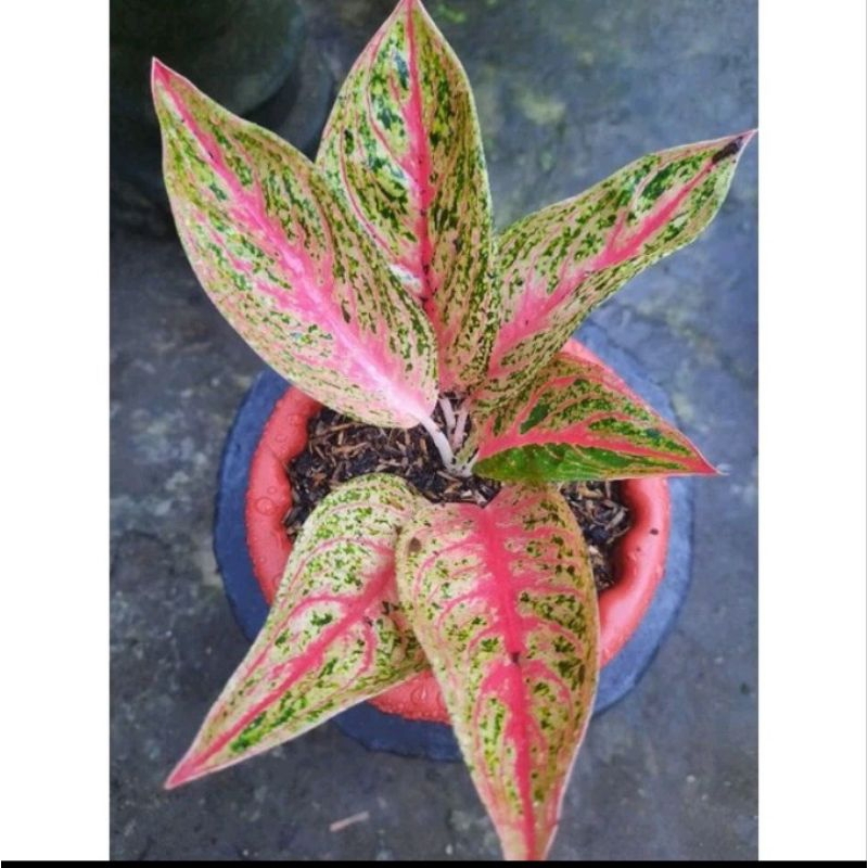 aglonema legacy merah