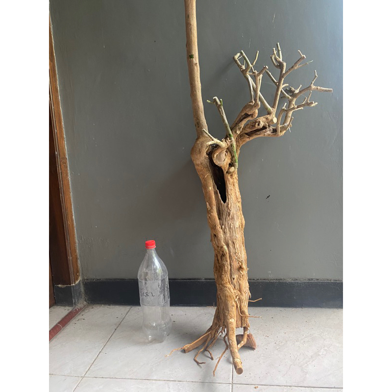 Bonggol Bougenville Bugenvile pohon taman halaman rumah Warna Ungu mikro