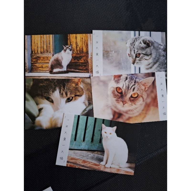 

kartu pos kucing/cat postcard