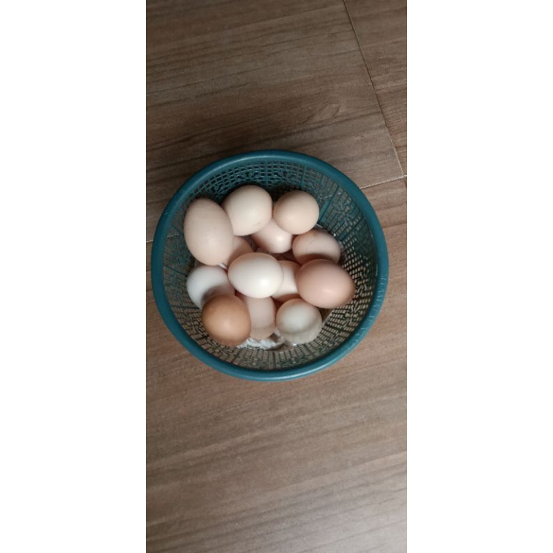 

telor tetas bp2 atu BP 3 1 Pakat isi 12 btr