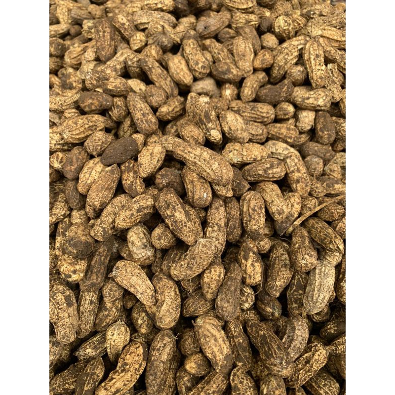 

1 KG KACANG TANAH KONSUMSI PILIHAN SEMUA
