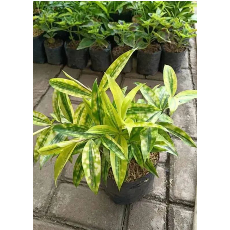 tanaman hias dracena/bambu cina