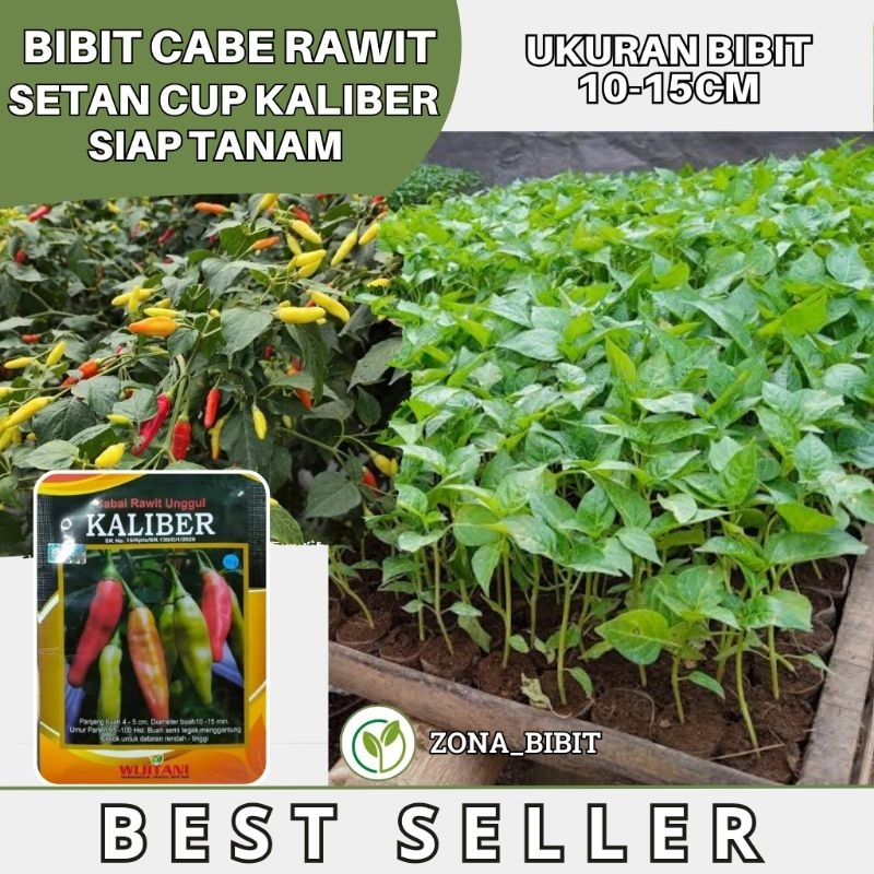 Bibit Cabe Rawit Setan Cabe Rawit Putih Cup Kaliber Bibit Cabe Segar Sudah Hidup Dalam Polibag