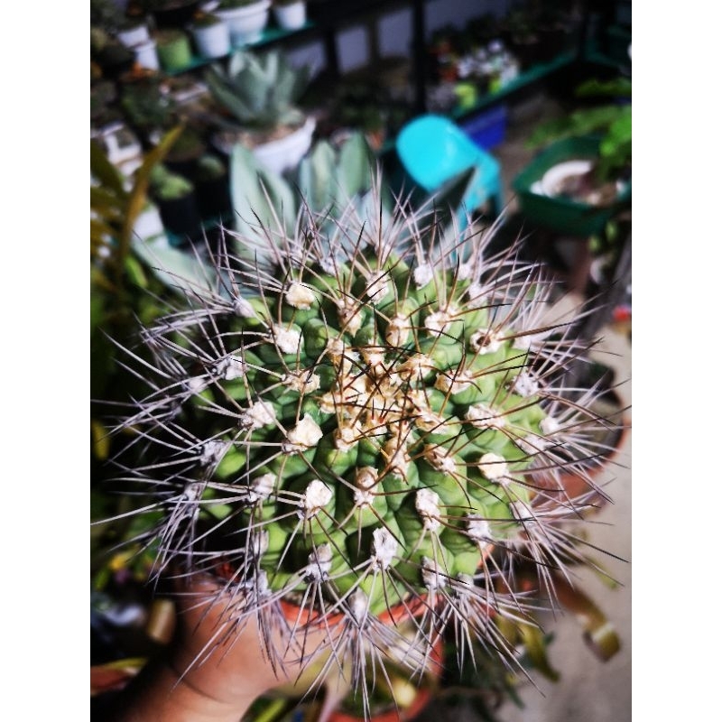Gymnocalycium saglionis